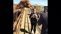 Un chameau tente de manger la tête de cette touriste