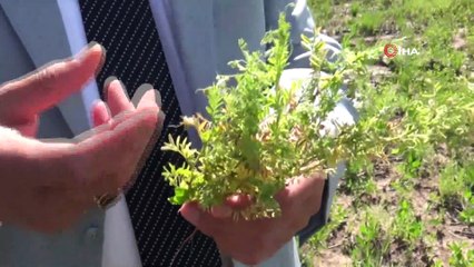 Aşırı yağışlar Garzan Ovası'ndaki tarım alanlarını vurdu