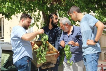 Kovanını Terk Eden Bal Arıları Mahalleyi İstila Etti