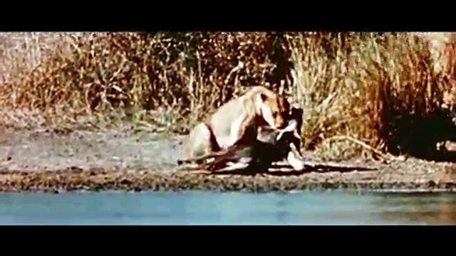 Strange Wilderness (2008) Trailer #1 _ Movieclips Classic Trailers