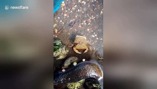 Crab sheds its shell and crawling out of its own body