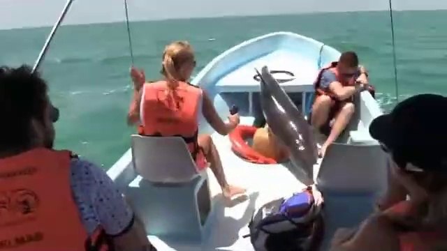 Trop content, ce dauphin saute dans un bateau !