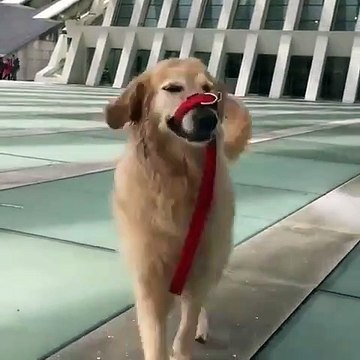 Admirez l’élégante démarche de cette chienne golden retriever. Épatant !