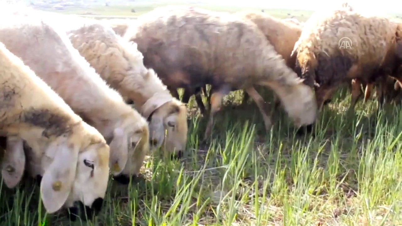 Hafik Ziraat Odası Başkanı Karakaş'tan biçerdöver uyarısı - SİVAS