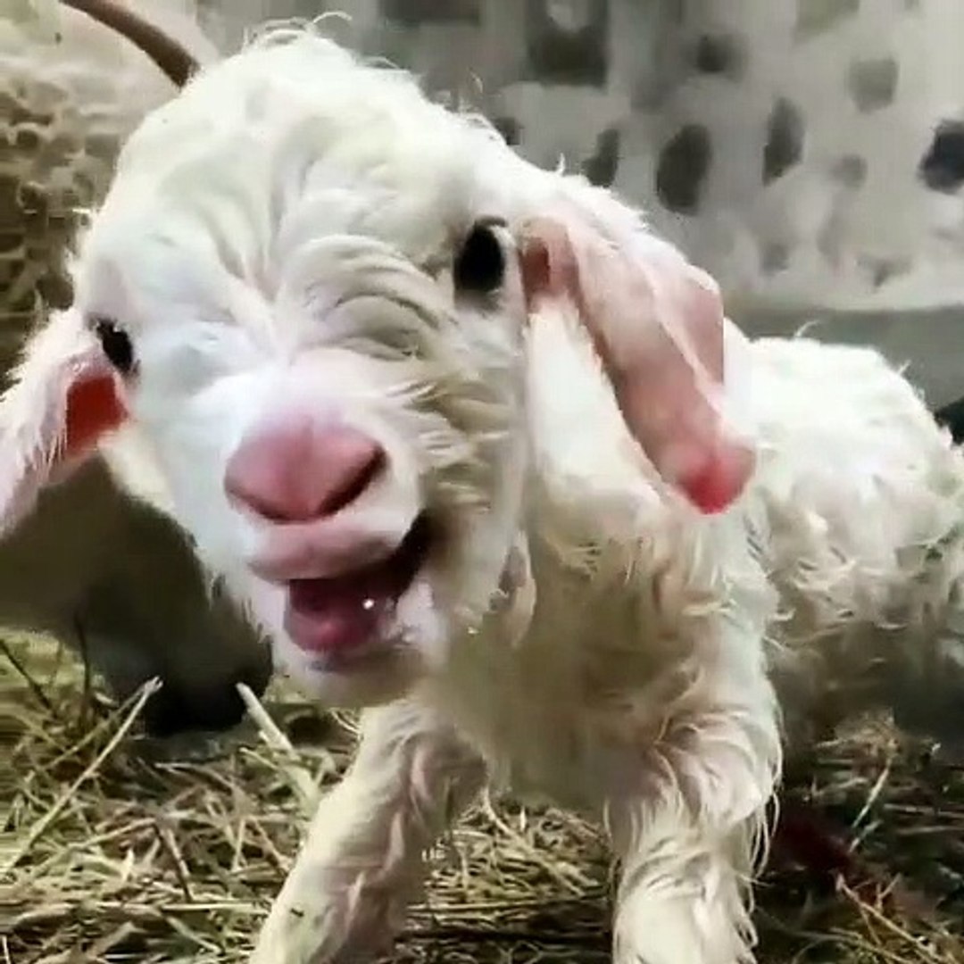 Ecoutez Le Premier Belement D Un Agneau Nouveau Ne Adorable Video Dailymotion