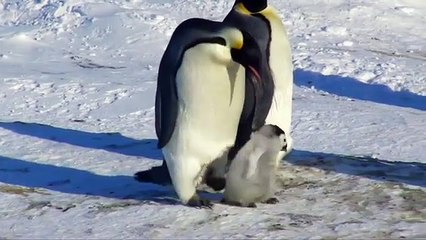 Ce pingouin nous donne une importante leçon de vie !