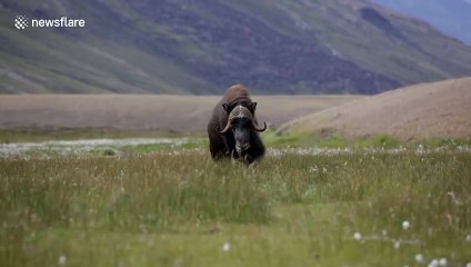 Musk ox makes terrifying false charge against lone hiker in Greenland