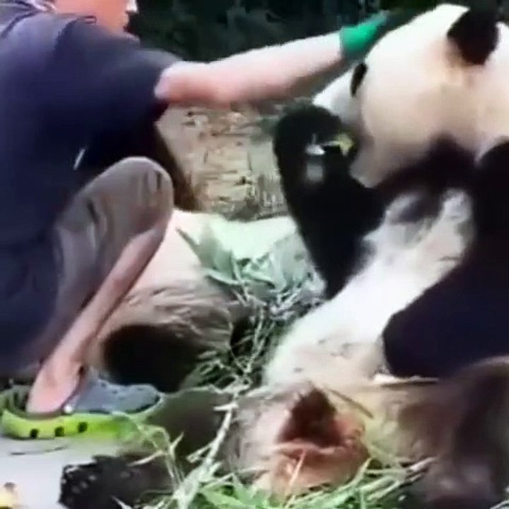 Ce panda a faim et il sait comment demander à manger. Marrant !