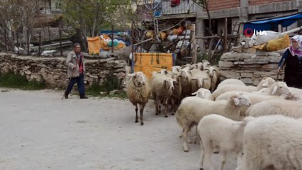 Çobanların kurtlarla mücadelesi: Yaşanan son olayda 8 koyun telef oldu