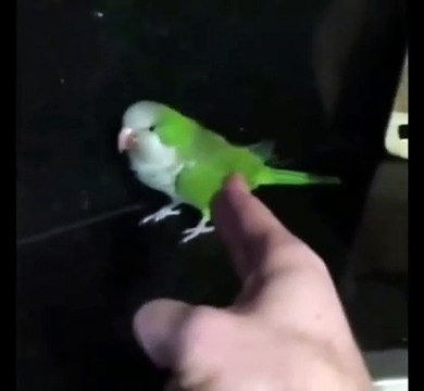 Les perroquets sont les plus drôles. A mourir de rire !