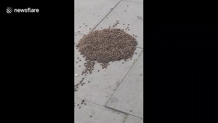 Police watch on as hundreds of bees swarm a pavement in Edgware, London