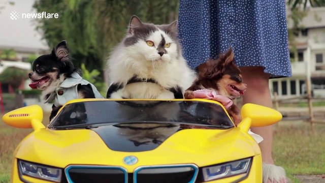 Cool cat drives three chihuahuas around in toy car