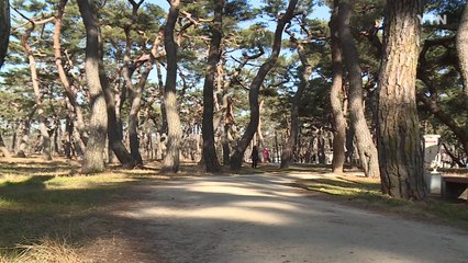 [경북] 경주 황성공원 보존...LH가 사유지 매입 / YTN