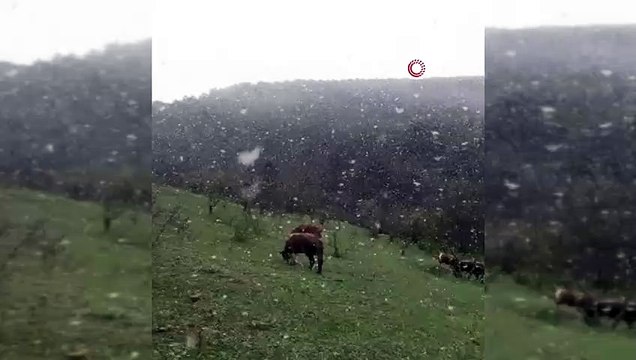 Hayvanlarını otlatırken, lapa lapa yağan karın keyfini çıkardı