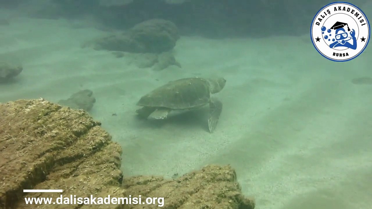 DALYAN ve KAPLUMBAĞA