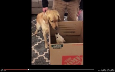 Scout the Golden Retriever meets his new baby sister!