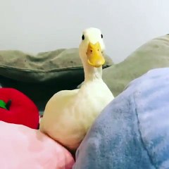 Magnifique ! Admirez la beauté de ce canard !