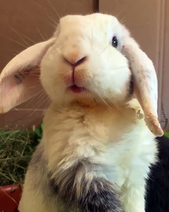 Ce mignon lapin a faim et sait comment le faire savoir !!