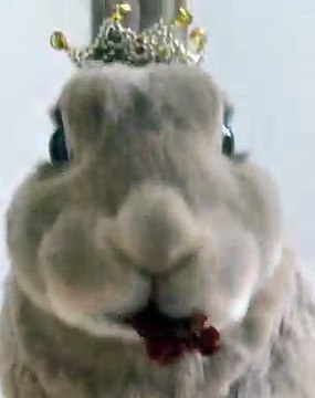 Admirez la jolie princesse lapine. Trop chou !!