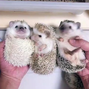 Ces bébés hérissons vont vous donner des frissons. Très beaux !