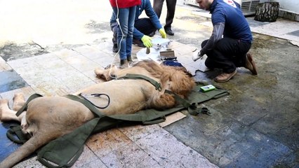 نقل ثلاثة أسود إلى هولندا بعد إنقاذها من حديقة حيوانات ألبانية