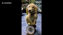 Cute puppy smiles as it 'weights' patiently on scale in Thailand
