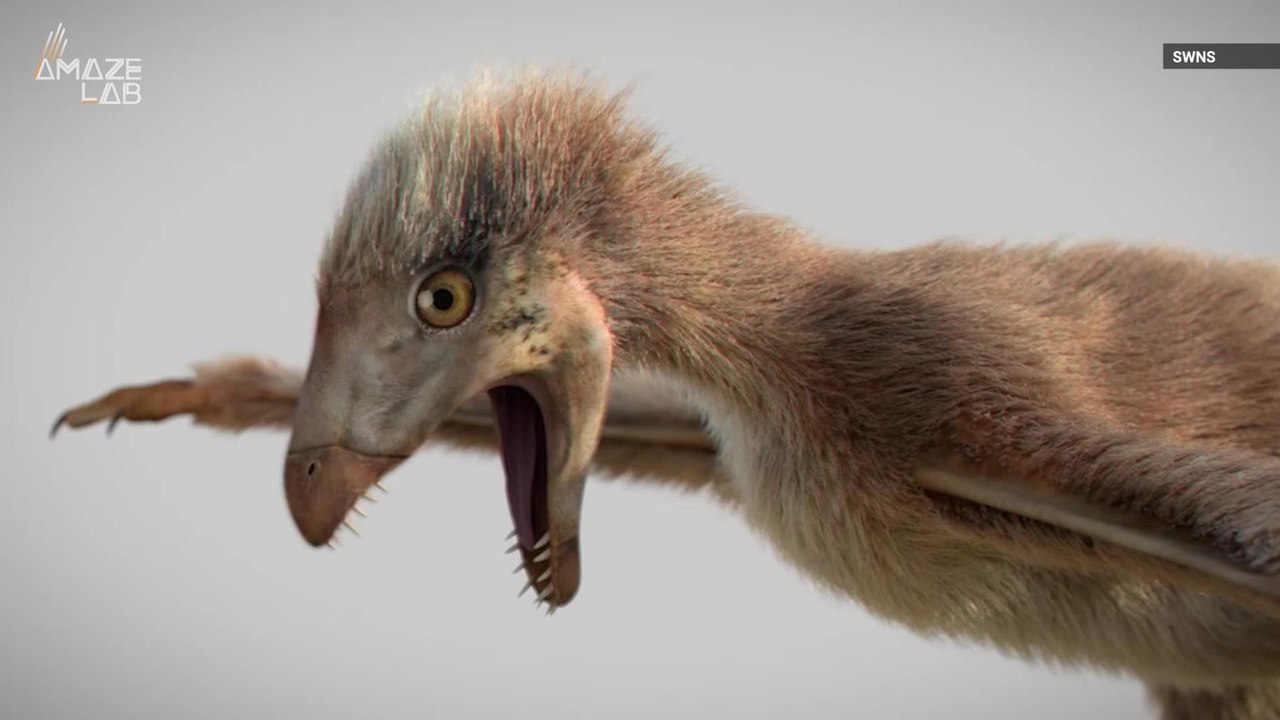 This New Dinosaur Looked Like A Massive, Terrifying Chicken - video