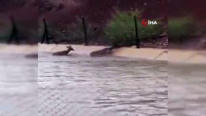 HES kanalına düşen karacaları boğulmaktan vatandaşlar kurtardı
