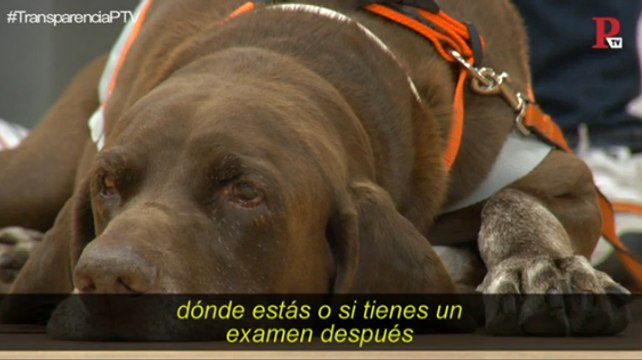 Perros como terapia contra el estrés de las épocas de exámenes