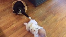 MOST Crazy Cats Annoying Babies // If You Laugh You Lose Challenge Funny Cats Videos // CMWORLD