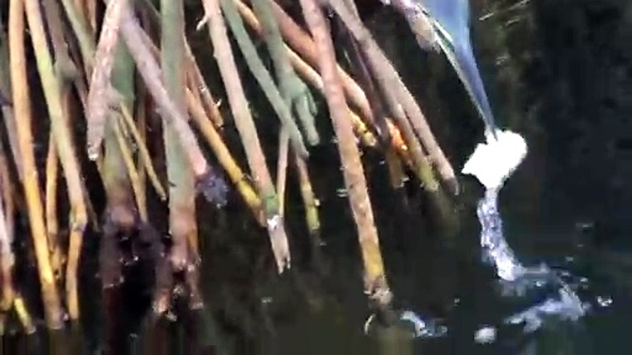 La technique de ce poisson pecheur est incroyable...