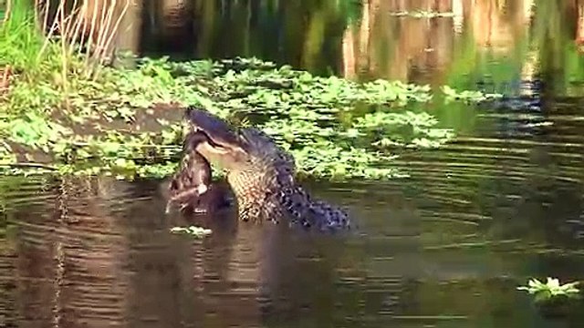 Un alligator dévore un lynx... et n'en fait qu'une bouchée