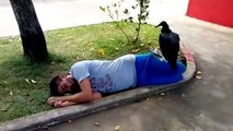 Quand un vautour vient se poser sur un homme qui dort... Mauvais signe