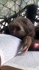Sloth Enjoys Book Reading Session