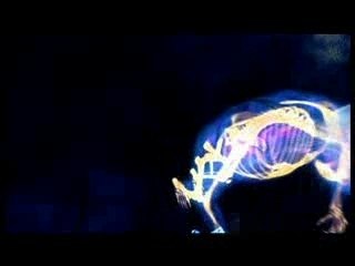 Yop - Dem Bones