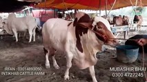 Cow mandi 2019 - HEAVIEST BULLS VIDEO- BAKRA MANDI PAKISTAN - COW MANDI PAKISTAN