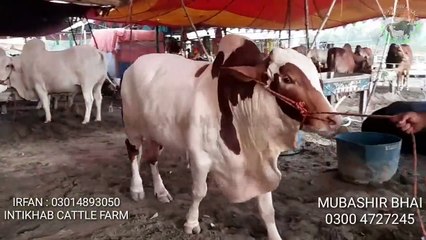 Download Video: Cow mandi 2019 - HEAVIEST BULLS VIDEO- BAKRA MANDI PAKISTAN - COW MANDI PAKISTAN