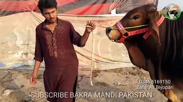 Cow Mandi 2019 ka Nukra For Sale - Loog Rate Laga Laga Pagal Baba Nahi Deta