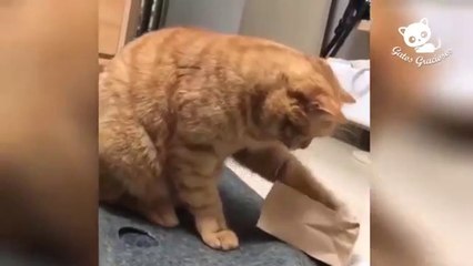 Gatos graciosos videos | Videos de gatitos muy divertidos | funny videos | amazing videos | cat videos