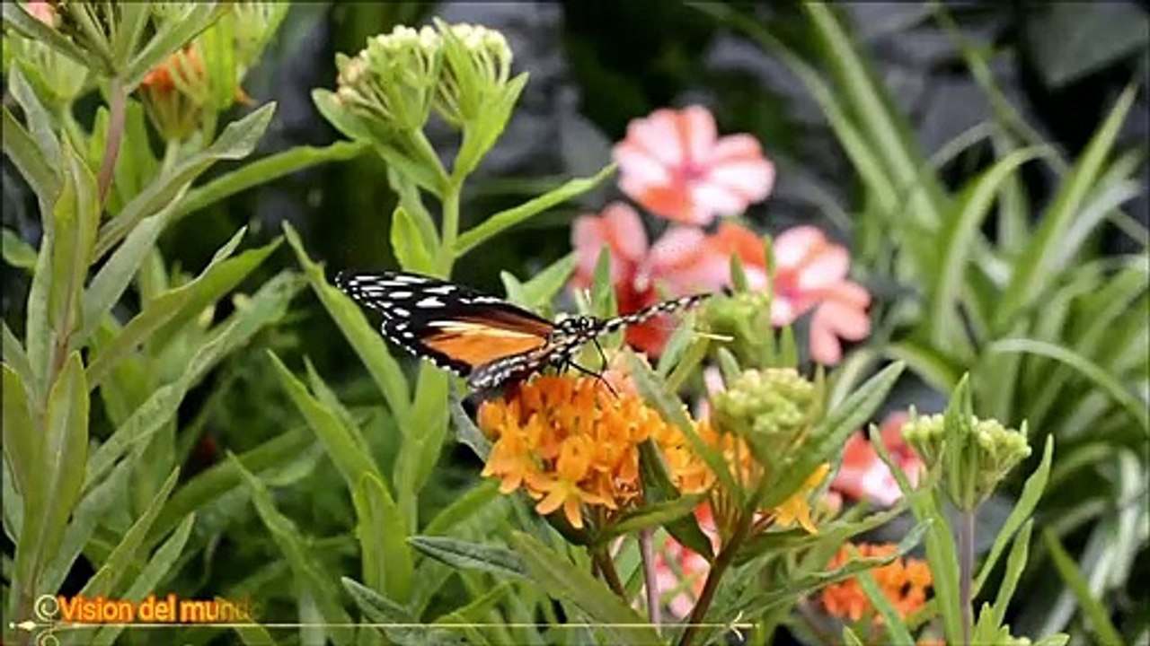 mariposas butterfly