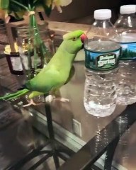 Un perroquet content de faire des bêtises
