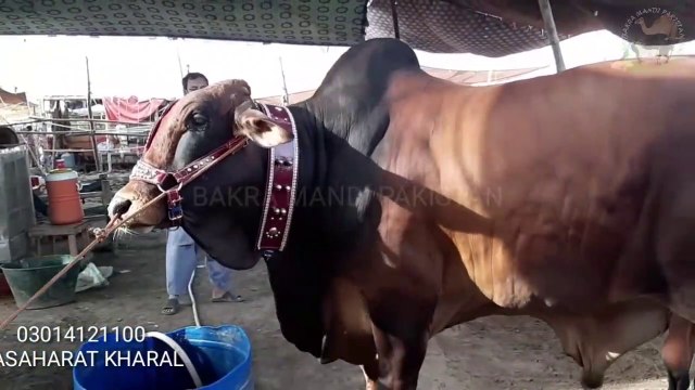 COW MANDI HEAVIEST BULLS IN LAHORE SHAHPUR KANJRA MANDI