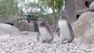 New Chicks on the Beach: San Diego Zoo African Penguin Colony Produces Its First Chicks