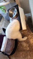 Puppy Finds Himself in Quite the Predicament