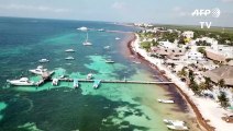 Sargazo, una amenaza que cubre las playas del Caribe mexicano