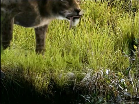 5 - BBC - CAMINHANDO COM AS FERAS - DENTE DE SABRE