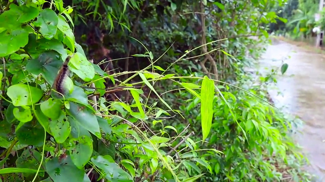 Jeu de Recherche de Dinosaures et de Manger de la Crème glacée buffet  Bébé Beurre TV  Jouet ĂnTrẻ Bébé mange de la Crème Glacée