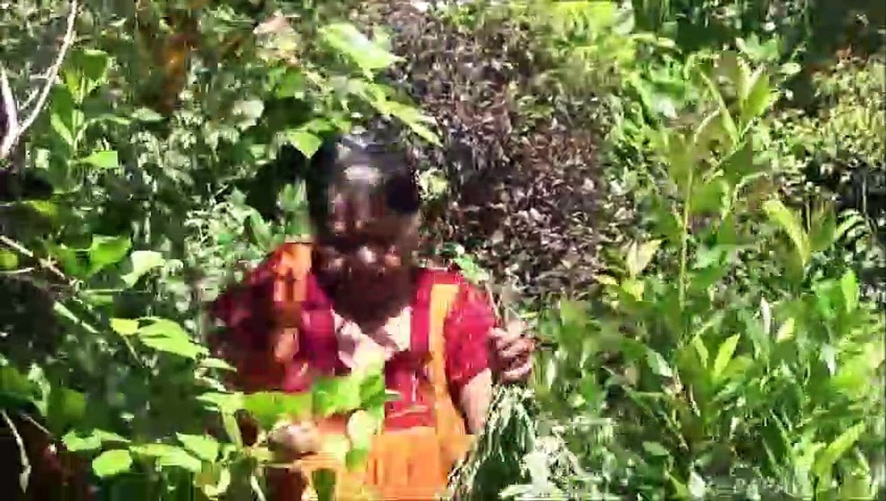 Sain Village Aliments  Pilon Feuilles de Curry préparé dans mon Village par ma Maman