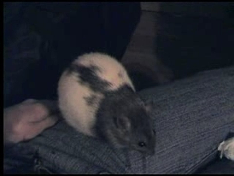 La ratoune