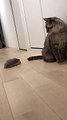 Pet hedgehog scares cat before chasing each other through the hallway